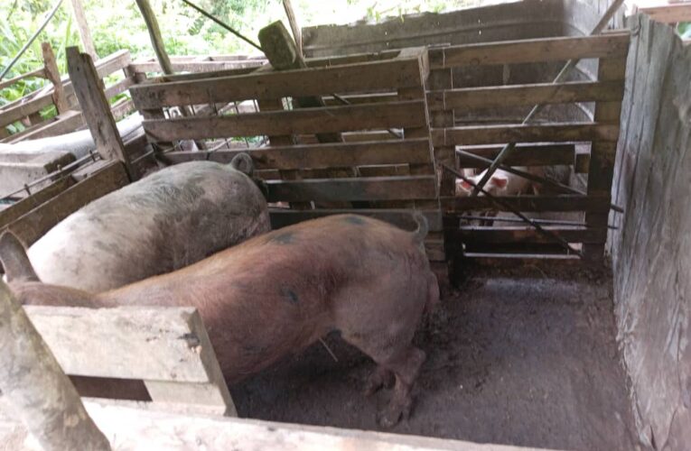 En Llano Adentro están preocupados por criaderos de cochinos