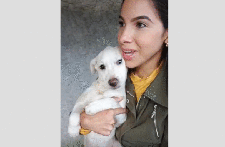 Vargas pionera en tener una Dirección de Protección Animal