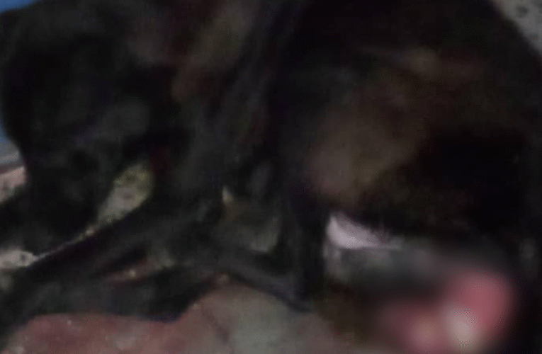 Urge rescatar a canina herida