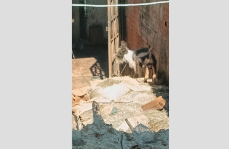 Mantienen amarrado día y noche a perrito en Quenepe