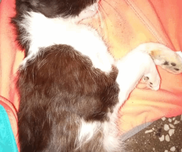 Ola de envenenamiento de mascotas en la urbanización Las Vegas