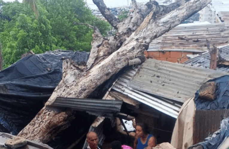 Piden evaluar la casa derrumbada por un árbol en Cervecería