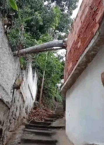 Piden retirar árbol que se cayó en El Cojo