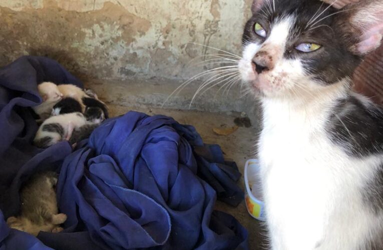 Piden apoyo para atender o acoger gaticos en Corapalito