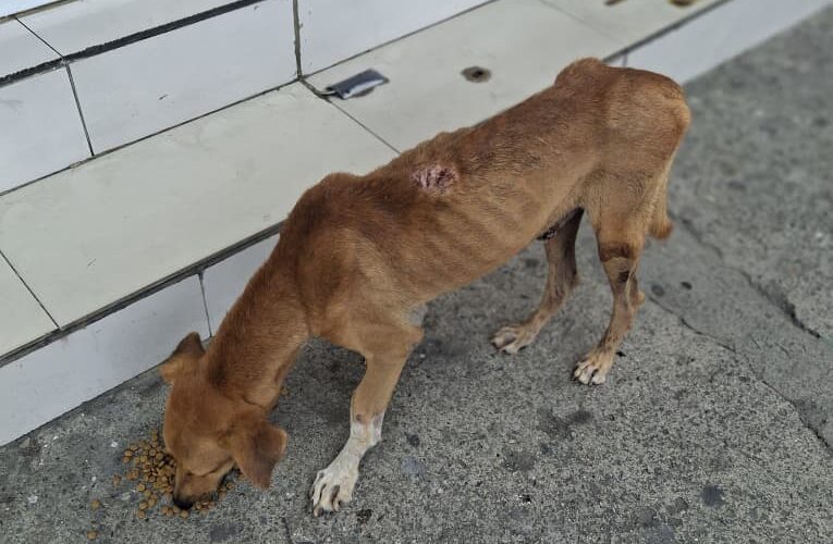 Piden atención veterinaria para perrito en Maiquetía