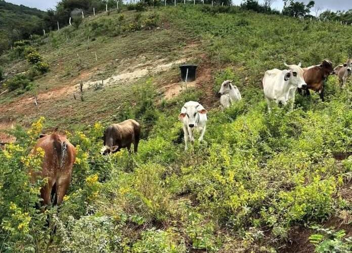 Gobierno dona 50 vacas al eje comunal Caracas – La Guaira