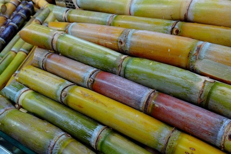 Cañicultores proyectan un aumento del 18% en la zafra 2025-2026