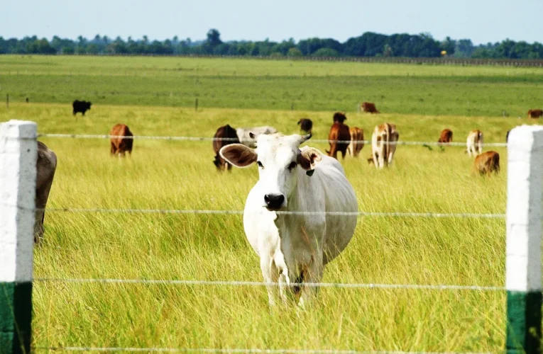 Fedenaga con «buenas expectativas» de producción este 2026