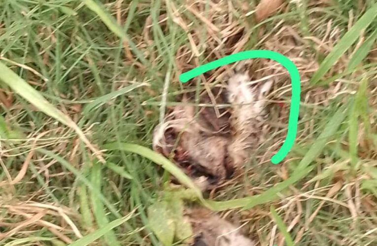 Proteccionistas en alerta tras el hallazgo de gatos muertos