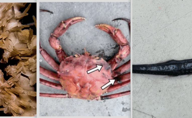 ¡Tres nuevos hallazgos en el fondo marino guaireño!