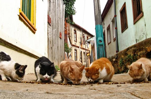 Misión Nevado rechaza hostigamiento contra proteccionistas