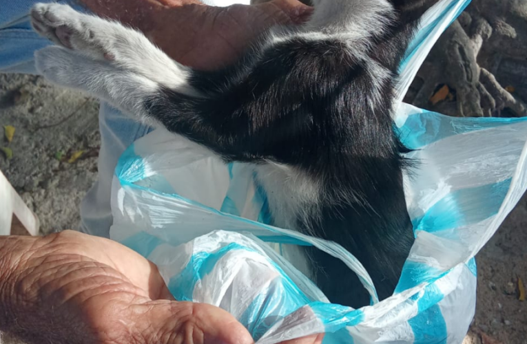 Exigen cámaras de seguridad ante ola de envenenamiento de mascotas