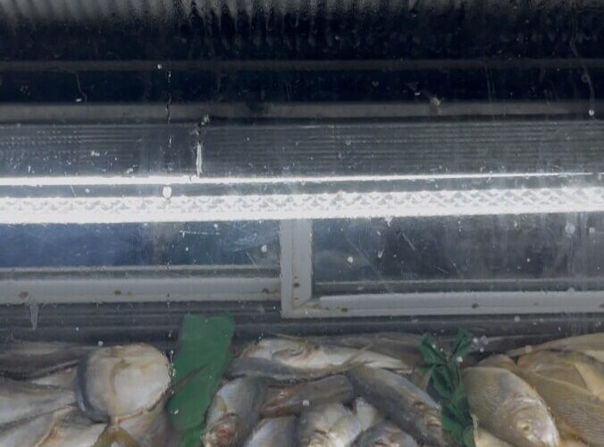 Cataco a $3.99 en el Muelle Pesquero