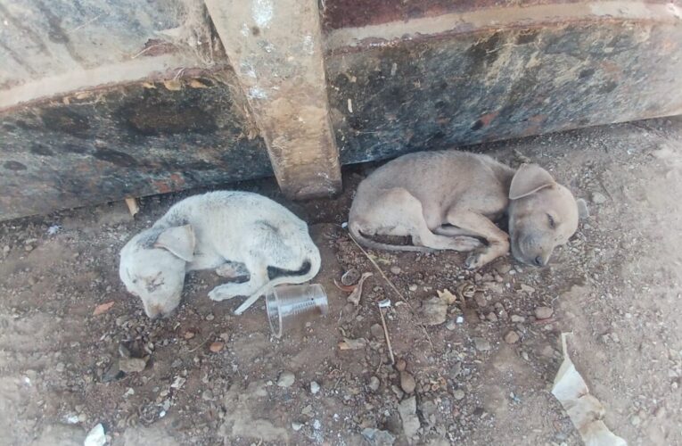 Crece el abandono de mascotas en La Guaira
