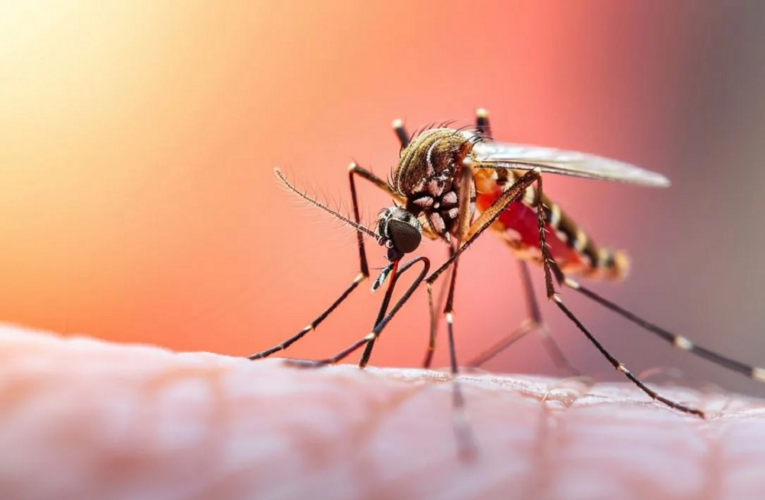 70% puede sufrir fiebre amarilla