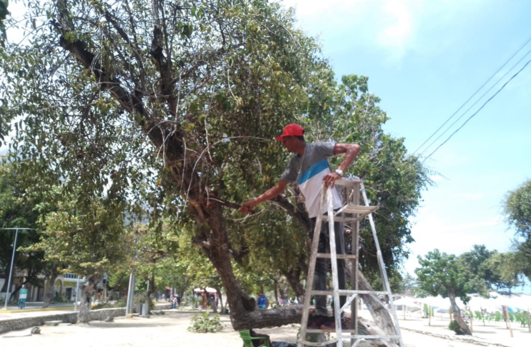 Podan árboles en el Paseo Macuto