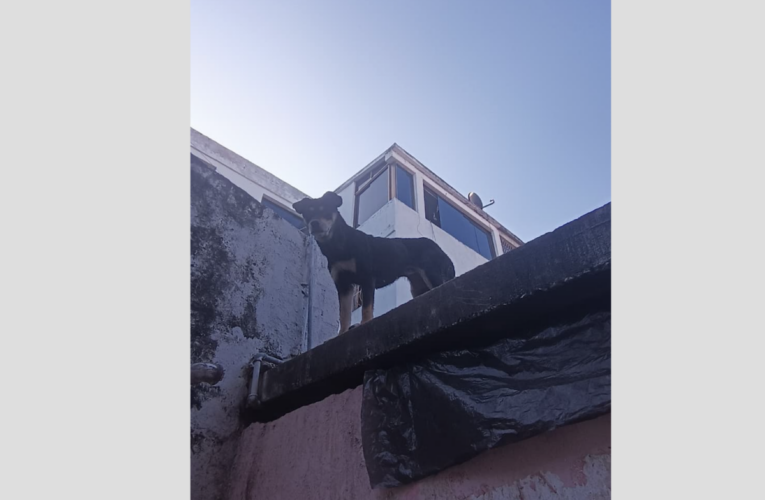 Alerta por presunto maltrato animal en Carlos Soublette