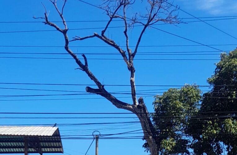 5.000  árboles agonizan en el estado por el guatepajarito