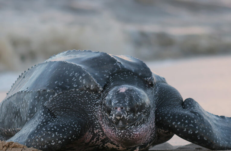 Tortuga Cardón desova en La Sabana