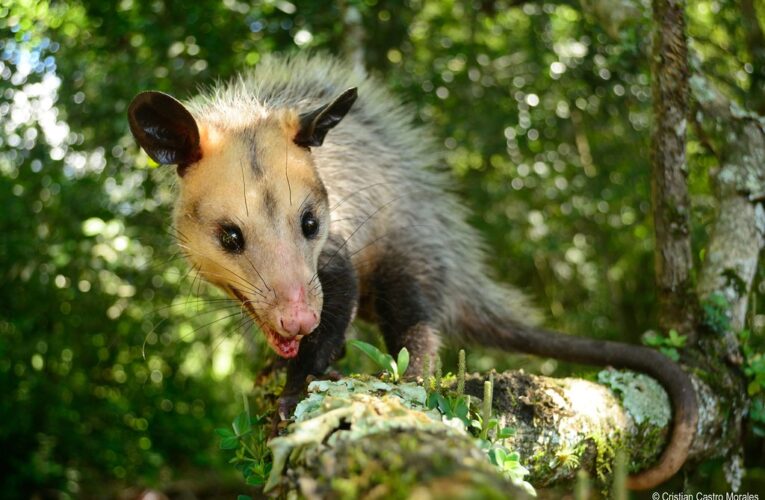 Se recuperan zarigueya y sus crías apedreadas en Catia la Mar