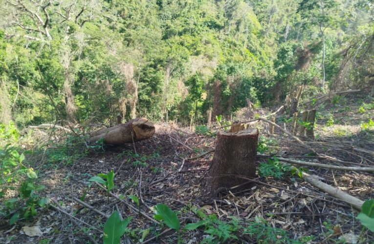 Tala indiscriminada deja sin agua a la tierra de Ronald Acuña Jr