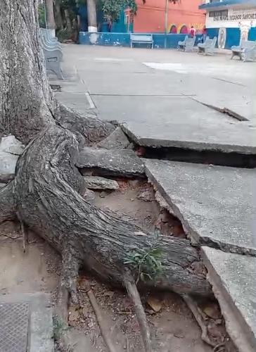 Árbol centenario puede caer sobre la Manuel Segundo Sánchez