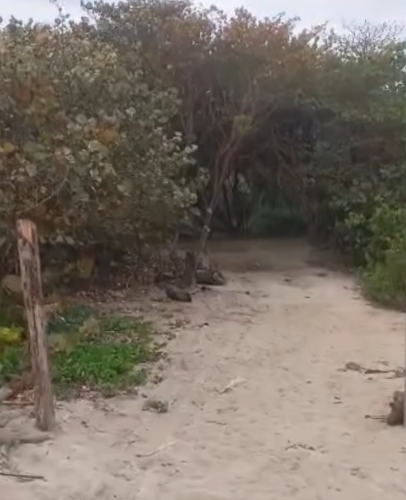 Destruyen barricada protectora de desove de tortugas