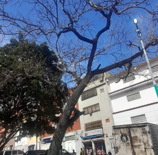 Manuel Guacarán: El Guatepajarito quita el verdor a las plazas de Maiquetía