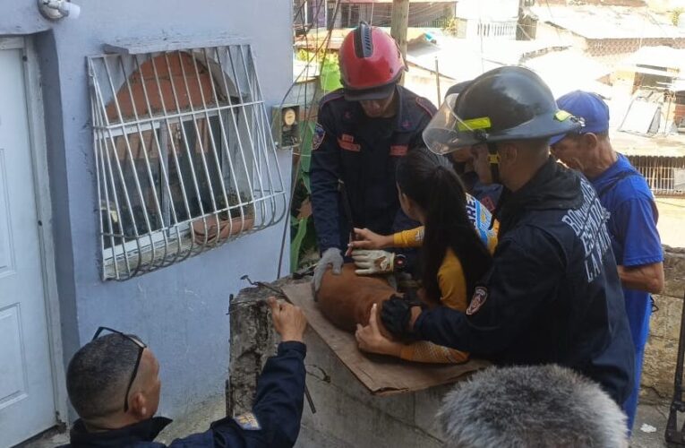 Salvan a perro atravesado por una cabilla