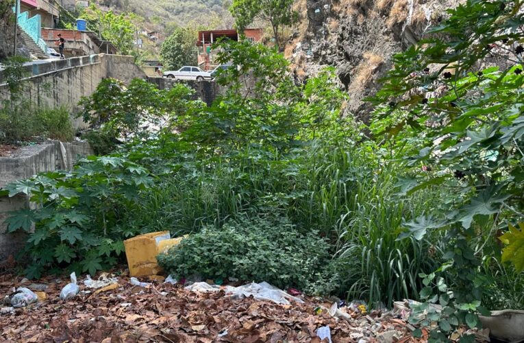 Mapurite hiede y necesita atención