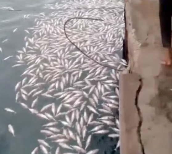 En Tacoa solo permiten pescar a unos «privilegiados»