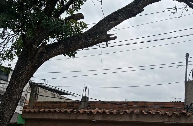 En peligro 3 viviendas en Los Totumos por árbol centenario
