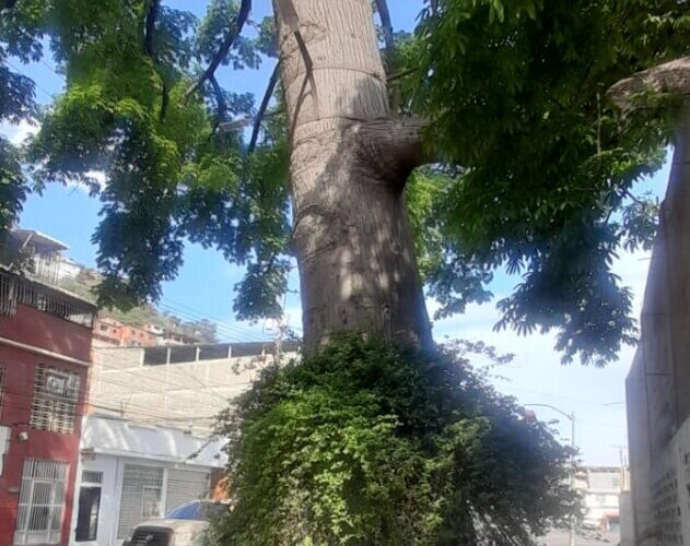 Manuel Guacarán: La indolencia condena a muerte a La Ceiba de Pariata