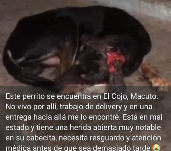 Perrito necesita auxilio inmediato en Macuto