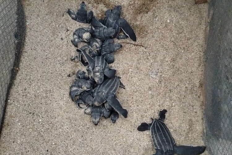 Nacieron tortuguillos cardón en La Sabana