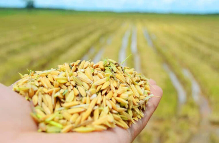 Millones de kilos de arroz en peligro de perderse en Calabozo