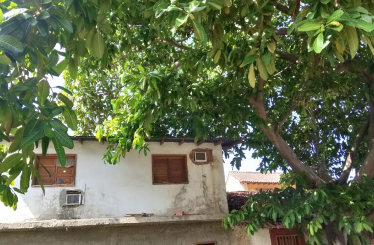 «Mata de caucho pone en riesgo mi casa»
