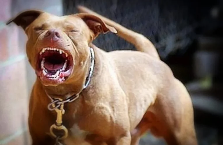 Un pitbull mató a su dueño en Las Tunitas