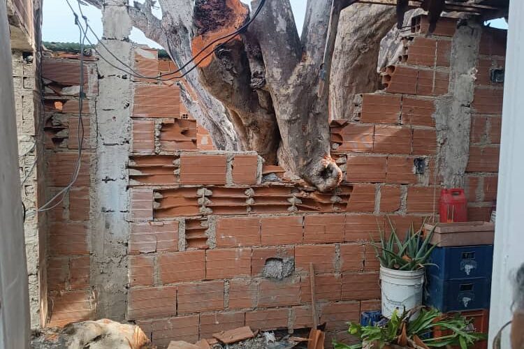 En alto riesgo 5 familias en La Lucha por árbol a punto de caer