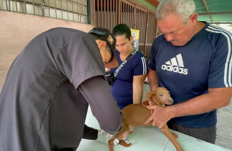 Misión Nevado despliega jornadas de atención veterinaria tras el sismo