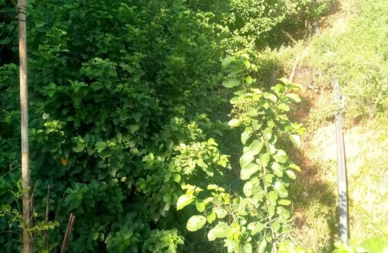 Exigen limpieza y desmalezamiento de quebrada en Corapal