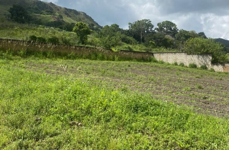 «Tener grandes extensiones de terrenos ociosos no produce ningún beneficio”