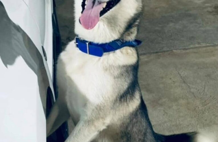 Se busca perrito extraviado en Tanaguarena