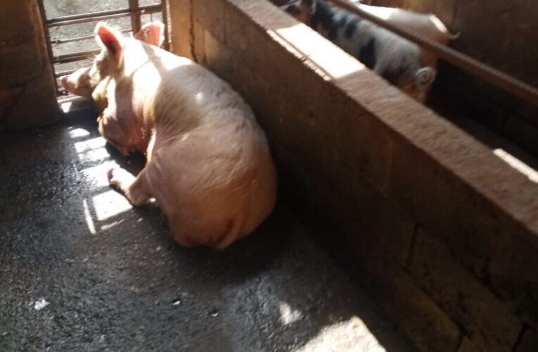 Cochinera afecta salud de vecinos en Zamora