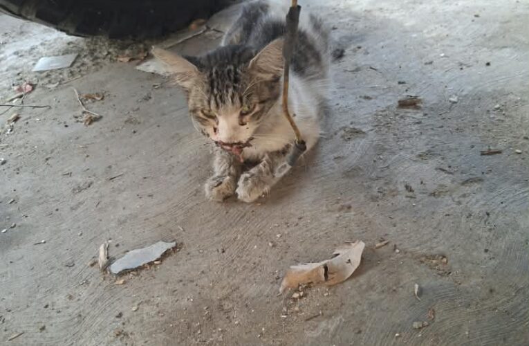 Envenenamiento masivo de gatos en Vilachá